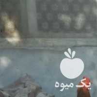 فروش مرغ خروس در ارومیه در گروه مرغ و خروس و بوقلمون و اردک قو قاز در یکمیوه