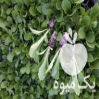 فروش نشا کاهو کلم در تهران در گروه خرید فروش عمده کاهو - رسمی پیچ سالادی فرانسوی چینی قرمز در یکمیوه