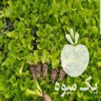 فروش نشا کاهو سالادی اورست 1 در دزفول در گروه خرید فروش عمده کاهو - رسمی پیچ سالادی فرانسوی چینی قرمز در یکمیوه
