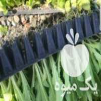 فروش نشا کاهو رسمی سیاهو در دزفول در گروه خرید فروش عمده کاهو - رسمی پیچ سالادی فرانسوی چینی قرمز در یکمیوه