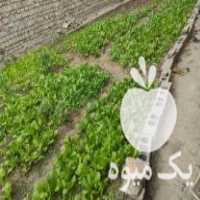 فروش نهال کاهو برای نشا در نکا در گروه خرید فروش عمده کاهو - رسمی پیچ سالادی فرانسوی چینی قرمز در یکمیوه