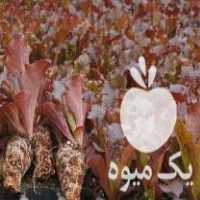 فروش نشا کاهو فرانسوی در تهران در گروه خرید فروش عمده کاهو - رسمی پیچ سالادی فرانسوی چینی قرمز در یکمیوه