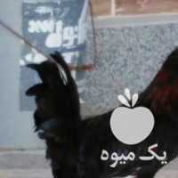 فروش مرغ خروس محلی اصل به شرط در بوشهر در گروه مرغ و خروس و بوقلمون و اردک قو قاز در یکمیوه