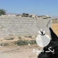 فروش کره اسب‌ مادیان مشکی در شیراز در گروه اسب و الاغ خر و فروش قاطر- ترکمن عربی سفید نر و ماده در یکمیوه