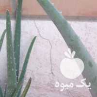 فروش الوورا شاداب وسرحال در اصفهان در گروه خرید فروش عمده گیاهان زینتی - گرمسیری آپارتمانی باغچه آب در یکمیوه