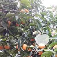 کیوی ریز دوقلو خرمالو انار ترش ازگیل را خریداریم در شیراز در گروه خرید فروش عمده خرمالو - خرمالو رسیده نارس برگ عمده در یکمیوه