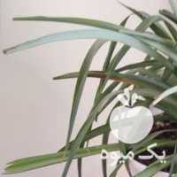 فروش گلدان سانسوریا پاکوتاه ،  گندمی و کاکتوس در تهران در گروه خرید فروش عمده گیاهان زینتی - گرمسیری آپارتمانی باغچه آب در یکمیوه