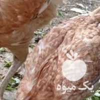فروش مرغ وخروس در تهران در گروه مرغ و خروس و بوقلمون و اردک قو قاز در یکمیوه