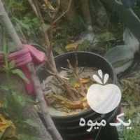 فروش کاکتوس در اصفهان در گروه خرید فروش عمده گیاهان زینتی - گرمسیری آپارتمانی باغچه آب در یکمیوه