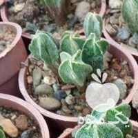 فروش کاکتوس چند کله در اصفهان در گروه خرید فروش نشا - انواع گوجه برنج کاهو پیاز کاری فرنگی در یکمیوه