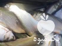 فروش بچه ماهی آمور کپور فیتوفاک بیگهد خاویار کوی غذای ماهی ارسا در اصفهان در گروه انواع ماهی - سالمون شیر کپور قرمز شوریده سفید گوپی مرکب در یکمیوه -عکس1