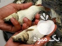 آمور کپور خاویار فیتوفاک بیگ هد فروش بچه ماهی نژاد اصلاح شده در رشت در گروه انواع ماهی - سالمون شیر کپور قرمز شوریده سفید گوپی مرکب در یکمیوه -عکس1