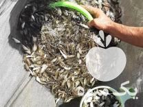 فروش بچه ماهی کپور آمور در دورود در گروه انواع ماهی - سالمون شیر کپور قرمز شوریده سفید گوپی مرکب در یکمیوه -عکس1