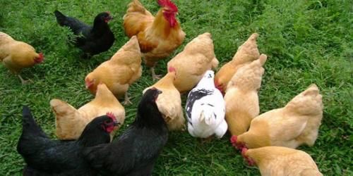 قیمت مرغ گلپایگانی  ،  فروش مرغ بومی گلپایگانی - طیور در تهران در گروه مرغ و خروس و بوقلمون و اردک قو قاز در یکمیوه -عکس1