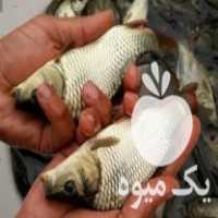 آمور کپور خاویار فیتوفاک بیگ هد فروش بچه ماهی نژاد اصلاح شده در رشت در گروه انواع ماهی - سالمون شیر کپور قرمز شوریده سفید گوپی مرکب در یکمیوه