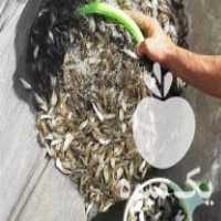 فروش بچه ماهی کپور آمور در دورود در گروه انواع ماهی - سالمون شیر کپور قرمز شوریده سفید گوپی مرکب در یکمیوه