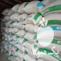 فروش گندم بذری کوهدشت در تهران در گروه خرید فروش بذر - انواع محصول کشاورزی گوجه کتان میوه درخت در یکمیوه