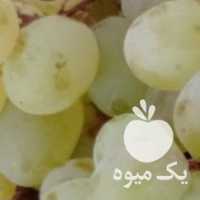 فروش انگور عسگری شیره در قزوین در گروه خرید فروش عمده انگور - یاقوتی شانی عسگری بی دانه قرمز در یکمیوه