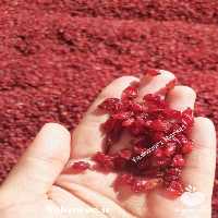 فروش زرشک دانه اناری و پفکی درجه یک در قائن در گروه خرید فروش عمده ازگیل و تمشک و زرشک - ژاپنی فروش مستقیم در یکمیوه