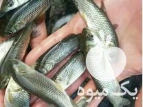 فروش بچه ماهی کپورطلایی آمور فیتوفاک خاویار غذای ماهی در کیاکلا در گروه انواع ماهی - سالمون شیر کپور قرمز شوریده سفید گوپی مرکب در یکمیوه -عکس1