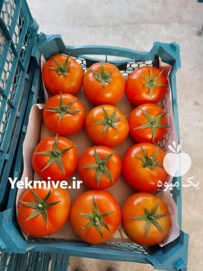 گوجه گلخانه ای در سبزوار در گروه خرید فروش عمده گوجه فرنگی - فرنگی سبز قرمز سیاه کبابی ربی در یکمیوه