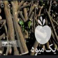 فروش عمده چوب مرکبات برایه زغال در آمل در گروه خرید فروش عمده چوب- زغال چوب گردو تبریزی خام در یکمیوه