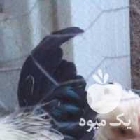 فروش مرغ و خروس محلی وزینتی در شیراز در گروه مرغ و خروس و بوقلمون و اردک قو قاز در یکمیوه