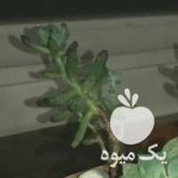 فروش دیش گاردن کاکتوس و ساکولنت در تهران در گروه خرید فروش عمده گیاهان زینتی - گرمسیری آپارتمانی باغچه آب در یکمیوه