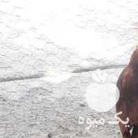 فروش مرغ و خروس محلی در ارومیه در گروه مرغ و خروس و بوقلمون و اردک قو قاز در یکمیوه