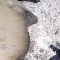 فروش چای بهاره گیلان در تهران در گروه خرید فروش عمده چای - سبز ترش کوهی سیاه در یکمیوه