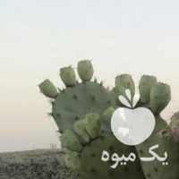 فروش کاکتوس اپونتیا 8 ساله در تهران در گروه خوراک دام و طیور - پرواری شیری علوفه یونجه در یکمیوه