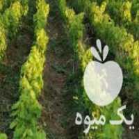 فروش پخش عمده انواع نهال انگور به قیمت عمده در ارومیه در گروه خرید فروش نهال - انواع گردو پسته بادام سلطانی انگور در یکمیوه