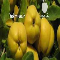 فروش میوه به اصفهان در گروه خرید فروش عمده میوه به - فروش میوه به اصفهان در یکمیوه