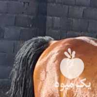 فروش اسب کرد در اصفهان در گروه اسب و الاغ خر و فروش قاطر- ترکمن عربی سفید نر و ماده در یکمیوه