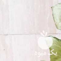 فروش 3 مدل گل و گیاه و کاکتوس طبیعی آپارتمانی یکجا در تهران در گروه خرید فروش عمده گیاهان زینتی - گرمسیری آپارتمانی باغچه آب در یکمیوه