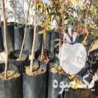 فروش نهال پسته امریکایی در سنندج در گروه خرید فروش نهال - انواع گردو پسته بادام سلطانی انگور در یکمیوه