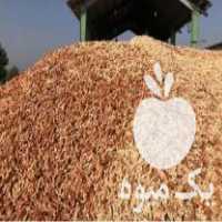 فروش چوب بلال تازه در کرمانشاه در گروه خرید و فروش انواع چوب در یکمیوه