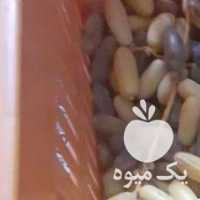 فروش خرما ارگانیک و تازه در جهرم در گروه خرید فروش عمده خرما - کبکاب تازه زاهدی خشک خارک در یکمیوه