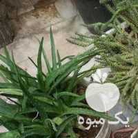 فروش تعداد ی گلدان کاکتوس سالم در تهران در گروه خرید فروش عمده گیاهان زینتی - گرمسیری آپارتمانی باغچه آب در یکمیوه