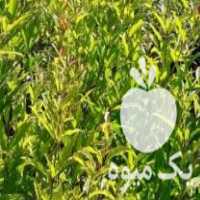 فروش بهترین نوع نهال انار  با نام عروس در فریدونکنار در گروه خرید فروش نهال - انواع گردو پسته بادام سلطانی انگور در یکمیوه