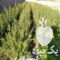 فروش نهال انار شهرضا در مزرعه در اصفهان در گروه خرید فروش نهال - انواع گردو پسته بادام سلطانی انگور در یکمیوه