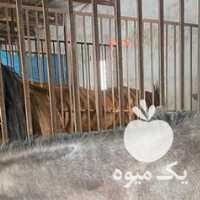 فروش اسب نریون نژاد کرد در کرج در گروه اسب و الاغ خر و فروش قاطر- ترکمن عربی سفید نر و ماده در یکمیوه