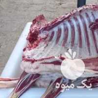 فروش گوشت گوسفندی در یزد در گروه گاو و گوسفند و میش و بز کهره گوساله سمینتال در یکمیوه