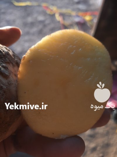 سیب زمینی بذری در بهار در همدان در گروه خرید فروش عمده سیب زمینی - زودرس دیررس آگریا اسپریت اردبیل همدان در یکمیوه -عکس1