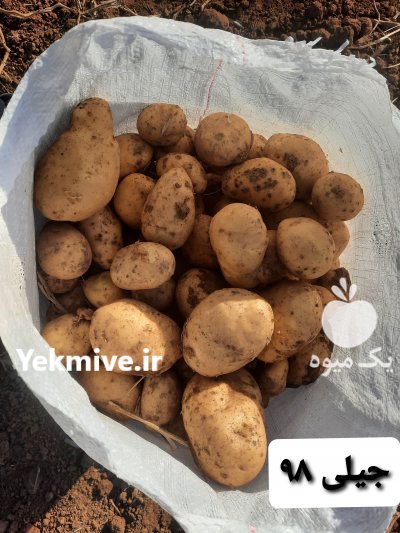 سیب زمینی بذری در بهار در همدان در گروه خرید فروش عمده سیب زمینی - زودرس دیررس آگریا اسپریت اردبیل همدان در یکمیوه -عکس2