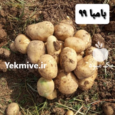 سیب زمینی بذری در بهار در همدان در گروه خرید فروش عمده سیب زمینی - زودرس دیررس آگریا اسپریت اردبیل همدان در یکمیوه