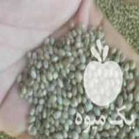 فروش شاهدونه درجه یک شاهدانه روغن در اصفهان در گروه انواع روغن - آفتابگردان کنجد سویا در یکمیوه