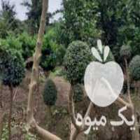 فروش نهال میوه انواع گل در خمام در گروه خرید فروش نهال - انواع گردو پسته بادام سلطانی انگور در یکمیوه