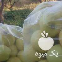 فروش سیب مناسب آبگیری و مربا و سرکه در مراغه در گروه خرید فروش انواع سبد - میوه پلاستیکی چوبی گل در یکمیوه
