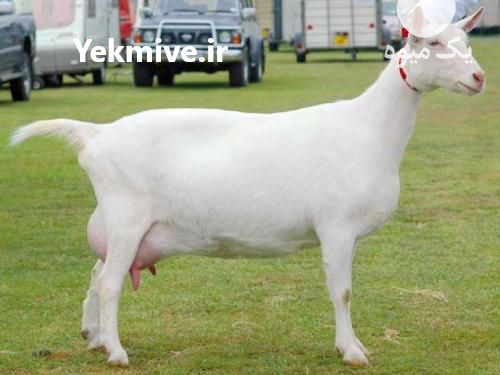 فروش بز سانن فرانسوی  ،  بز مورسیا اسپانیایی ،  بز آلپاین در تهران در گروه گاو و گوسفند و میش و بز کهره گوساله سمینتال در یکمیوه -عکس1